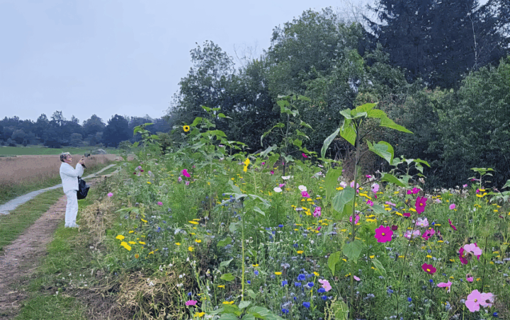 Promenad m Hg till insektsparken_www Promenad i insektsparken